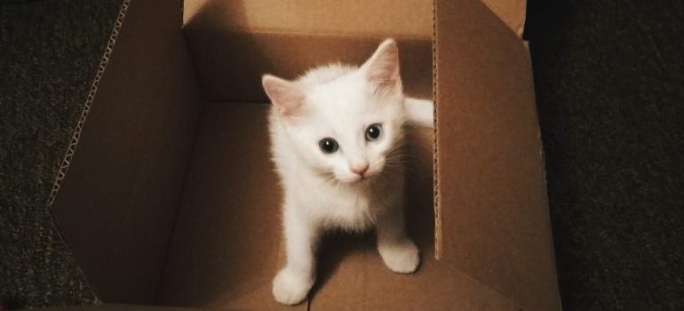 kitten inside a cardboard box