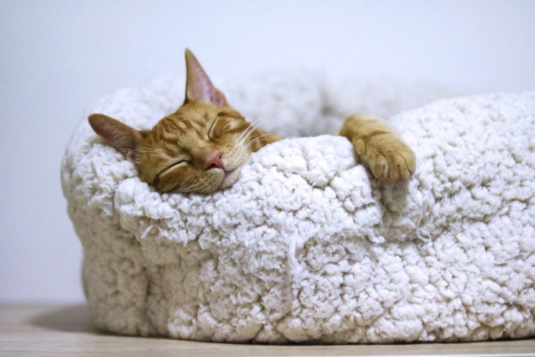 Cat sleeping in her bed