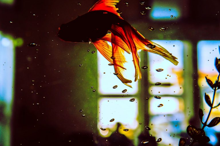 relocate a fish tank