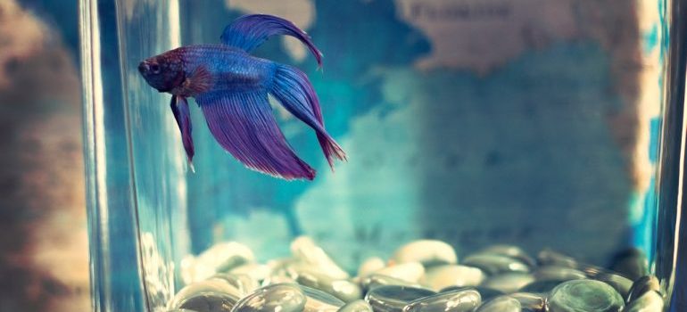 Fish tank with a beautiful fish in it