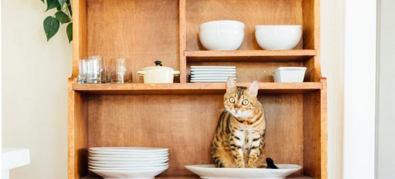 A tabby cat in a porcelain plate on a wooden shelve