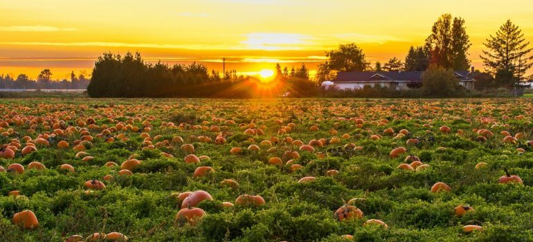 A pumpkin patch.