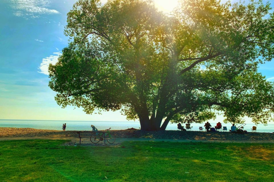 People enjoying nature near a big tree in a park after they decided to How to settle after moving to Oakville