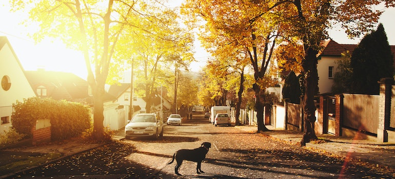 A dog in a street with parked cars