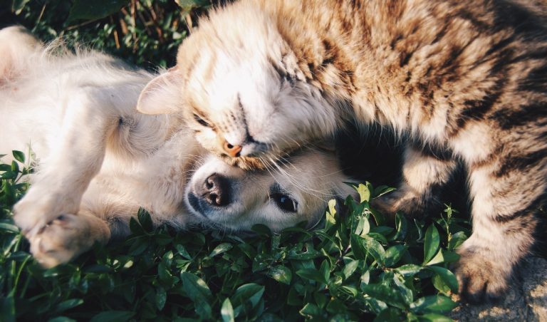 dog and cat in grass