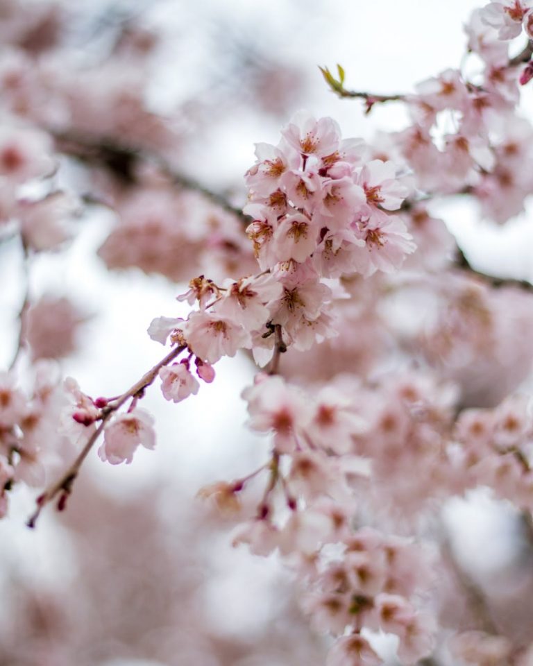 spring