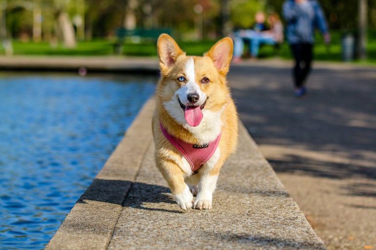 Adult brown and white pembroke welsh corgi near body of water