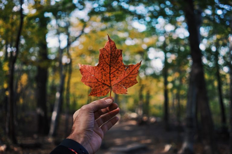A person holding a fallen leaf in a forest