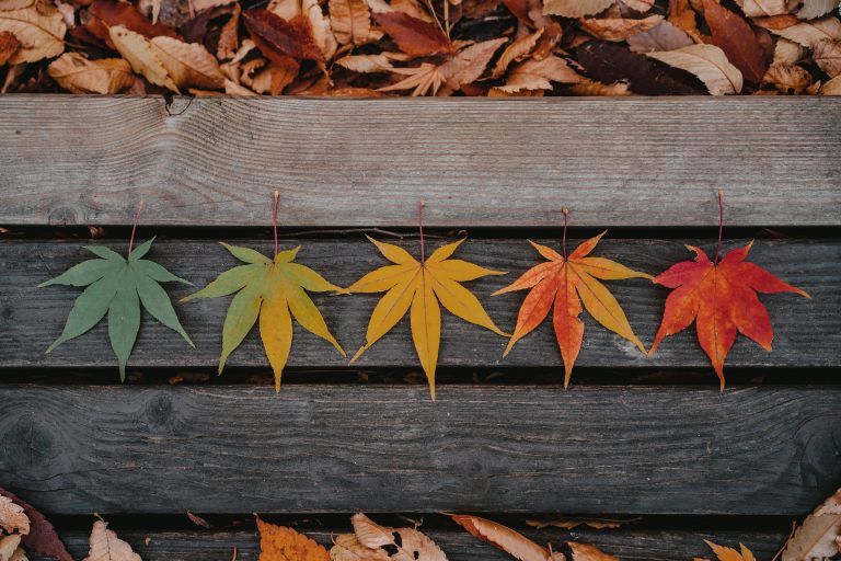 Different colored leaves on the wooden board