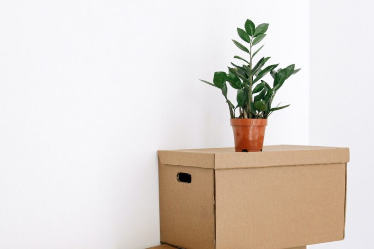 A plant to pack when moving to Kingston