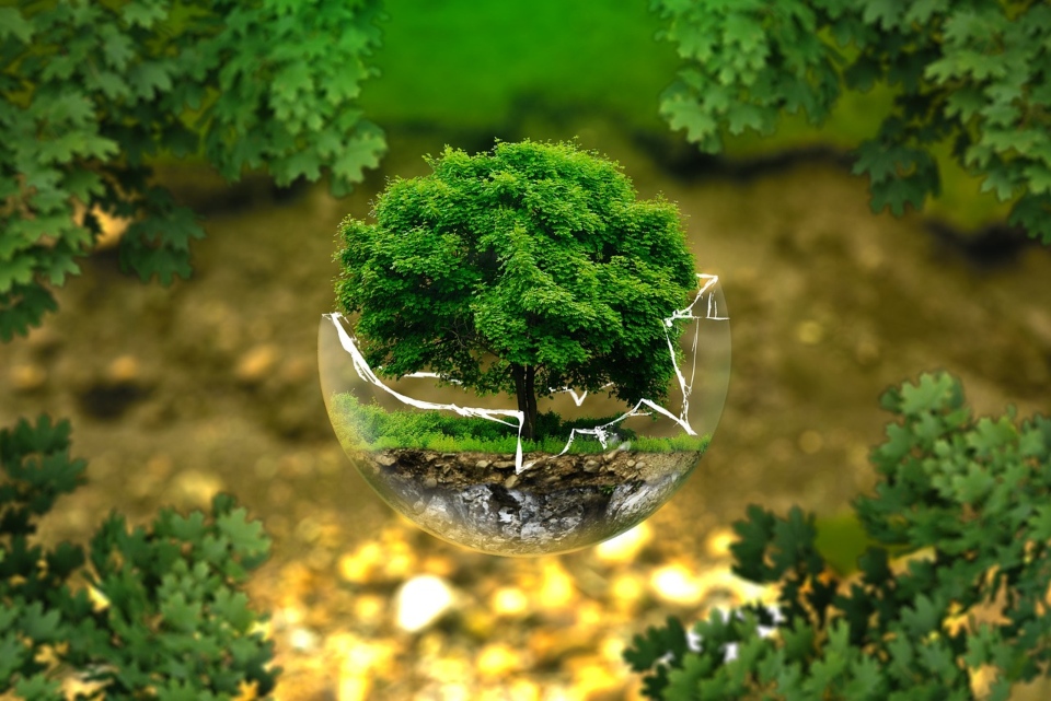 A tree in the glass