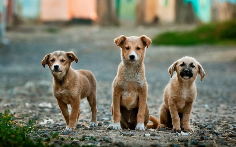 dogs in the street