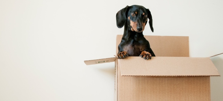 A dog in the box
