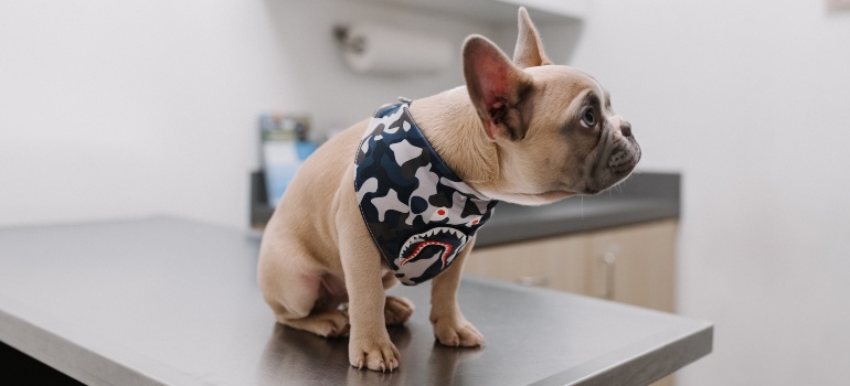 A dog in a vet's office