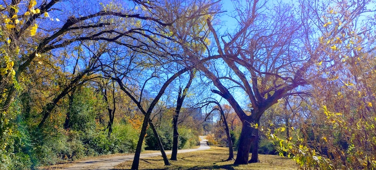 Trees in a park in Ajax as some of Ajax's hidden gems