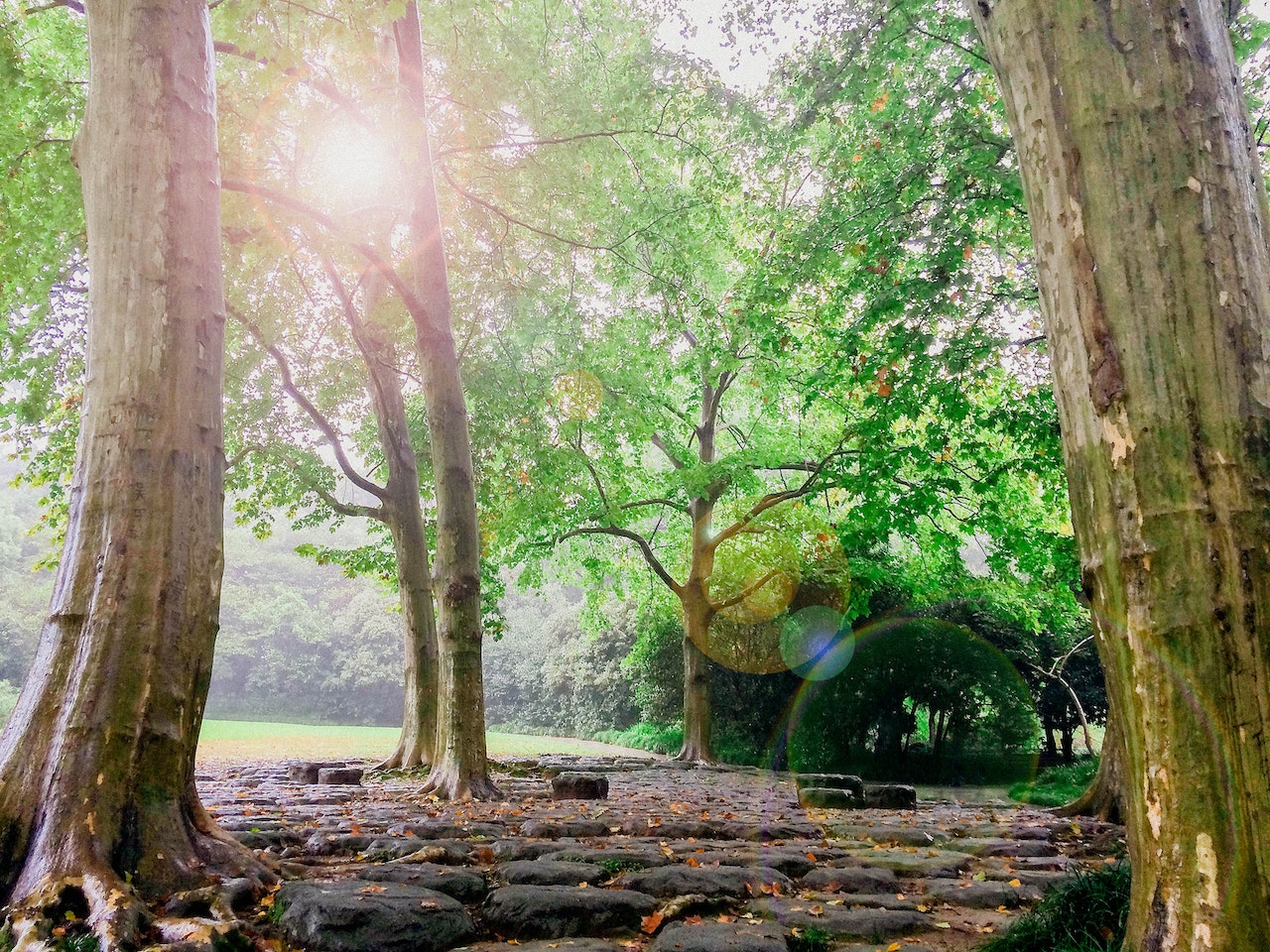 A forest as one of Ajax's hidden gems
