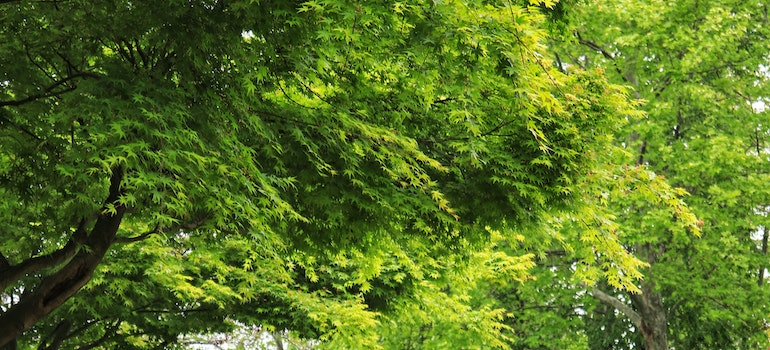 Nature in a park in Bradford