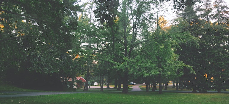 A park full of green trees