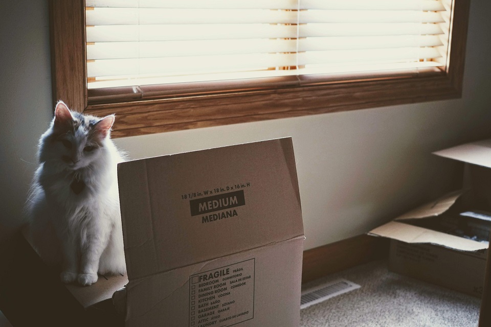 a cat in a moving box