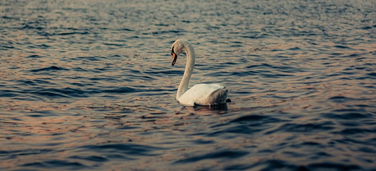 a swan on a lake 