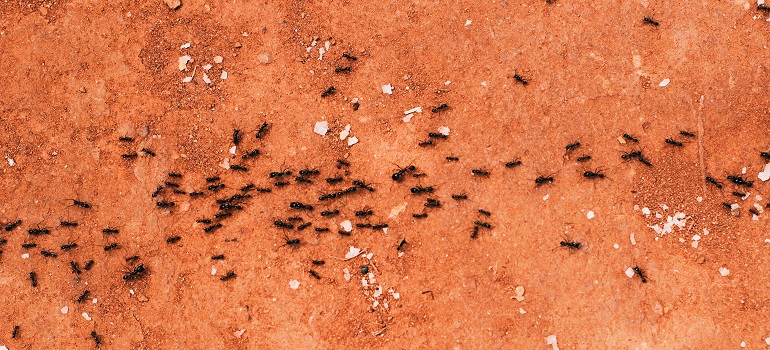 bugs, one of the main home infestation red flags