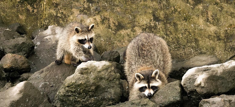 racoons in Toronto 