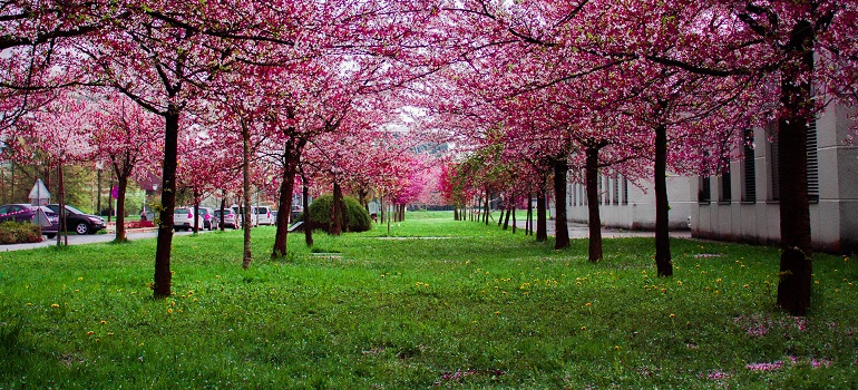 a garden
