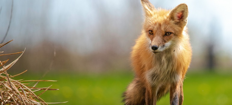 a fox in the wild 