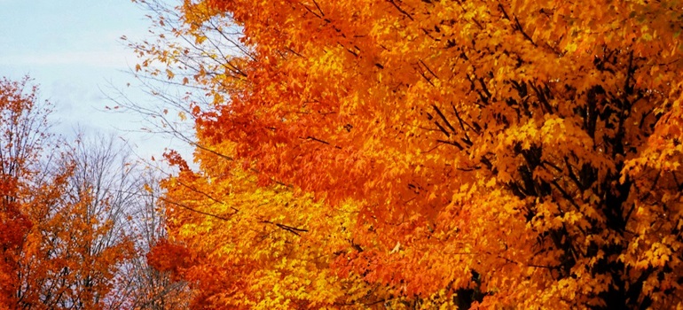 trees in Autumn in Ajax 