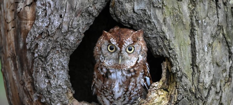 an owl wide awake looking into the distance