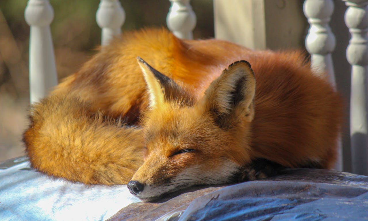 a fox enjoying a moment in the sun