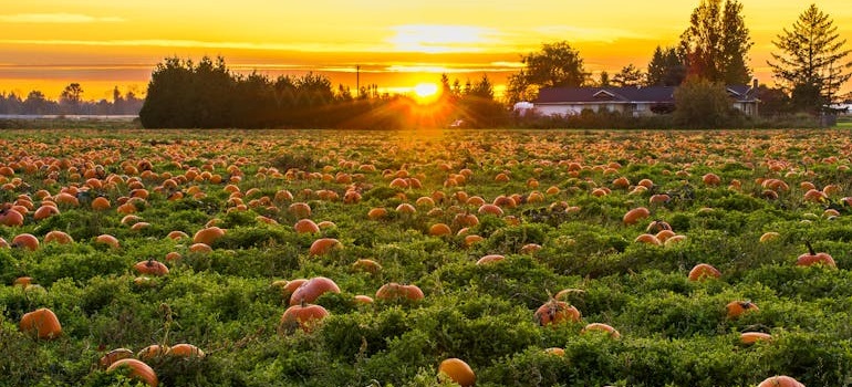 Pumpkin field at sunset.