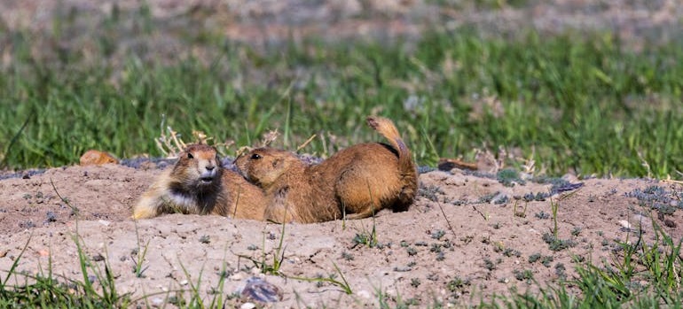 Two prairie dogs playing on dry ground