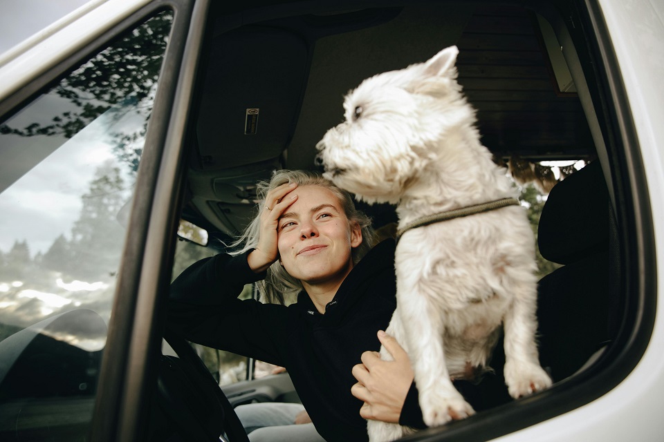 a dog in a car